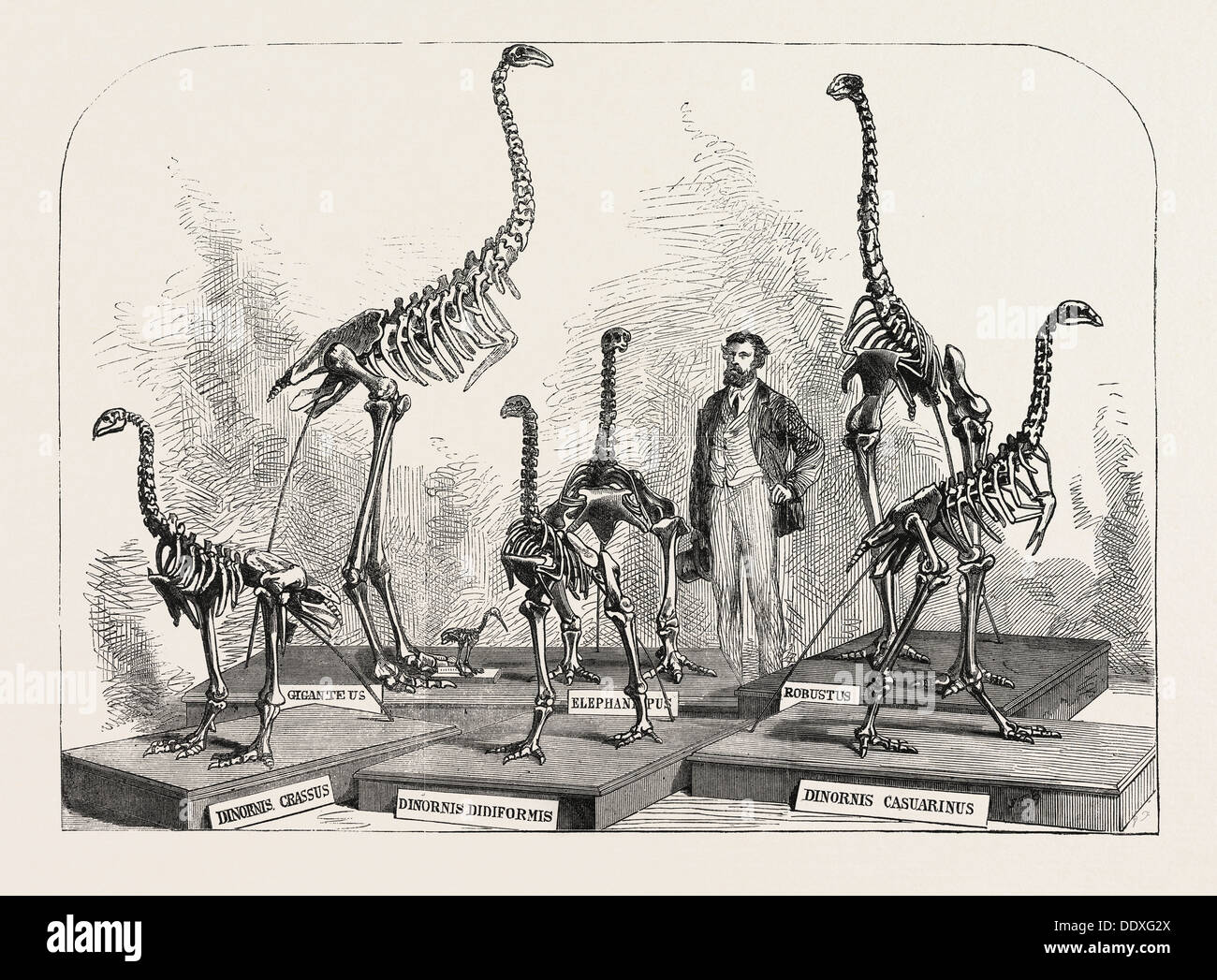Scheletri di DINORNIS nel Museo di Canterbury, Nuova Zelanda, 1868 Foto Stock
