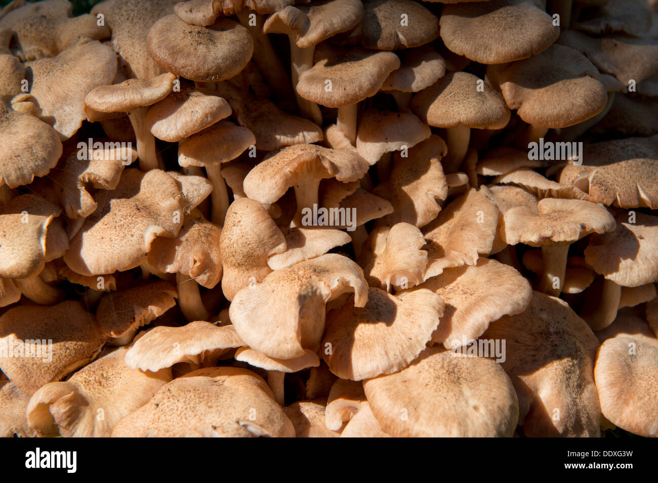 I funghi selvatici che crescono in New Forest National Park in Hampshire nel sud della contea di Hampshire. Foto Stock