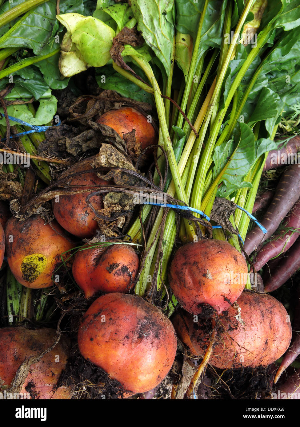 Goldbeet biologico al mercato degli agricoltori, Warrington, Cheshire, Inghilterra, Regno Unito, WA1 Foto Stock