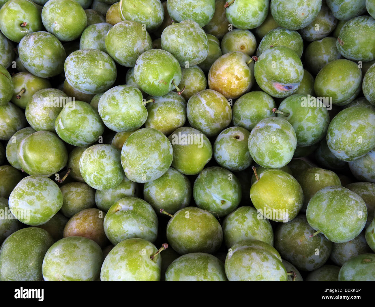 Verde biologico greengages frutto di uno dei vostri cinque al giorno Foto Stock