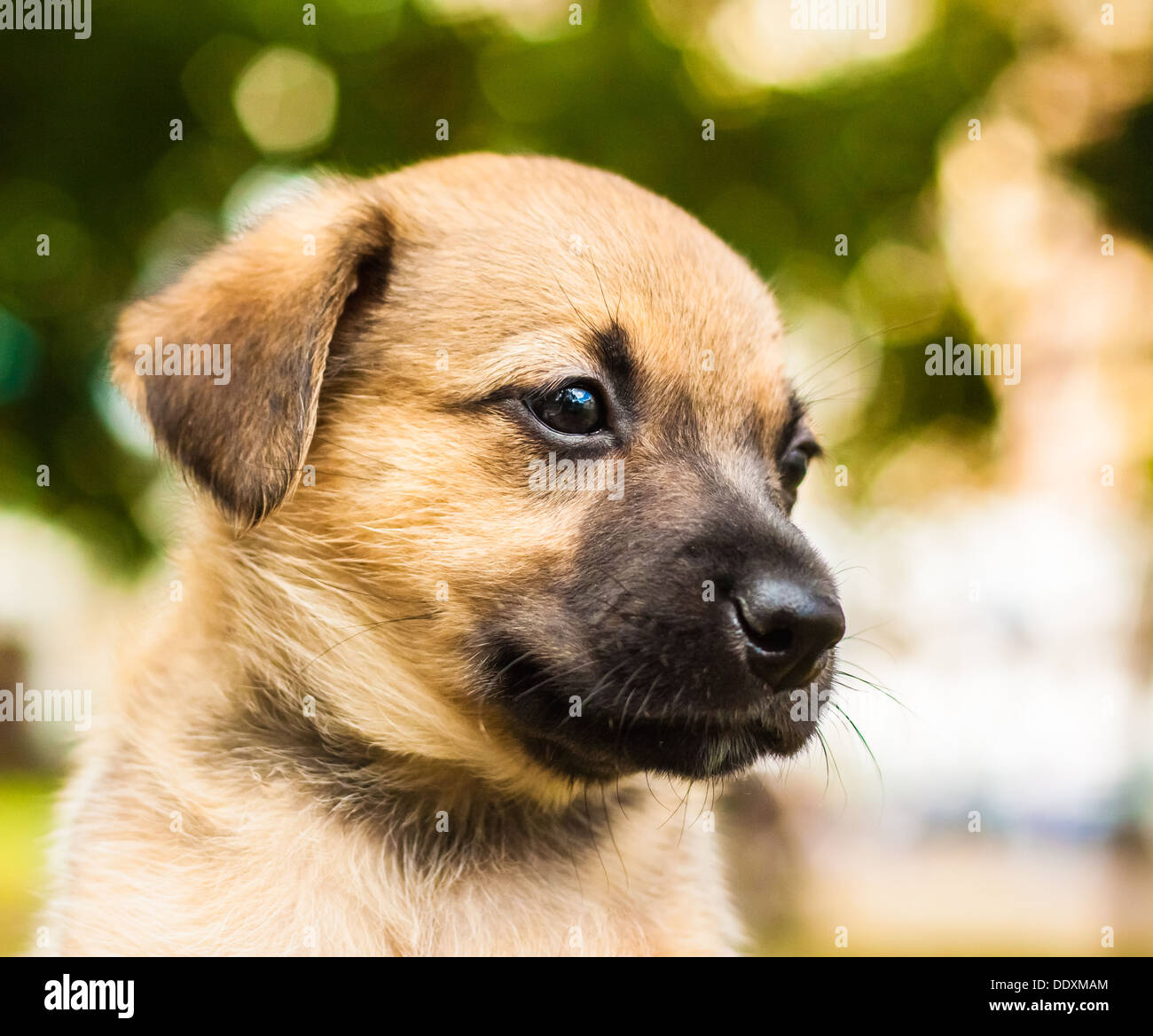 Marrone cucciolo di cane ritratto closeup al di fuori Foto Stock
