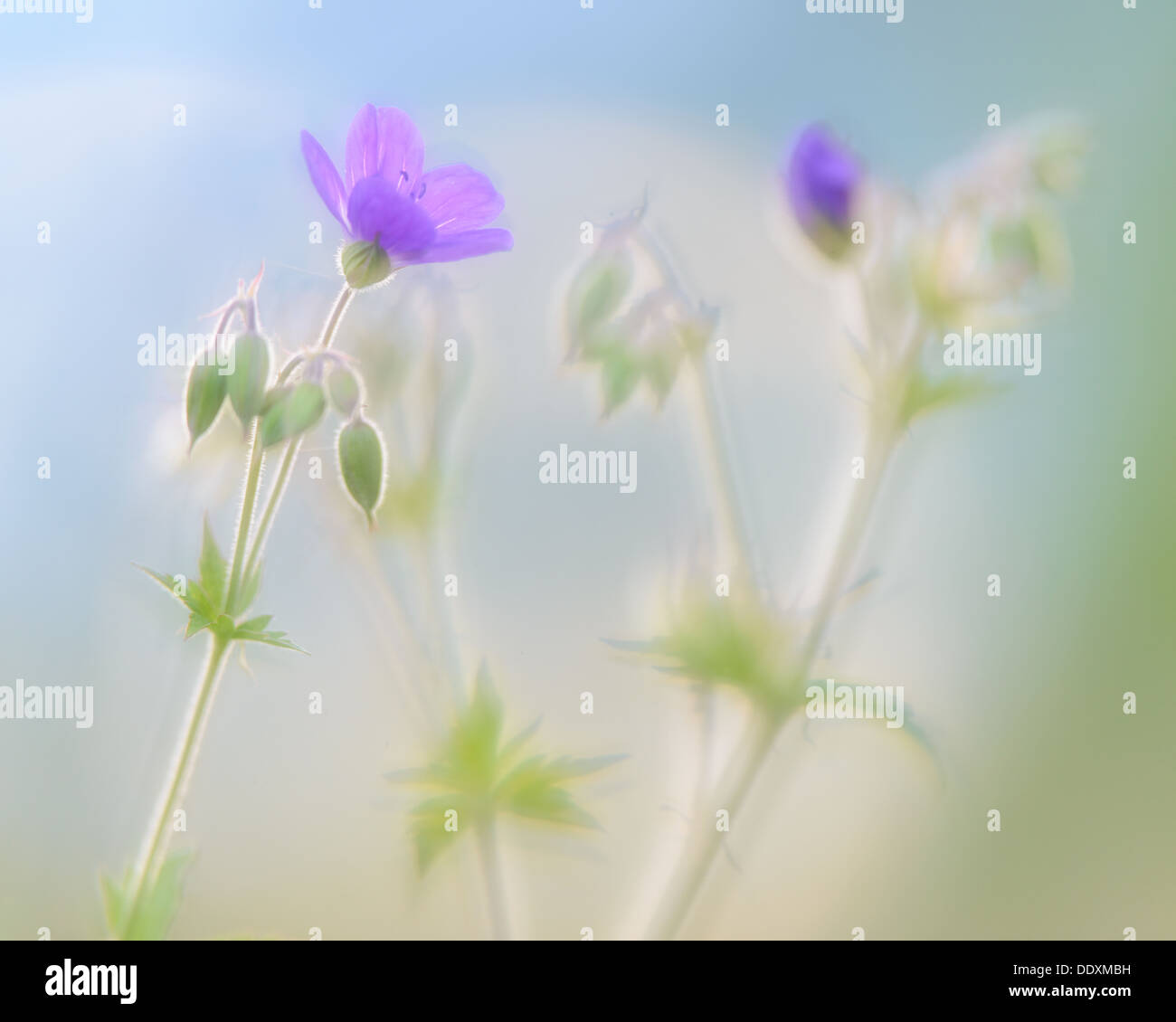 Geranium sylvaticum, soft focus Foto Stock