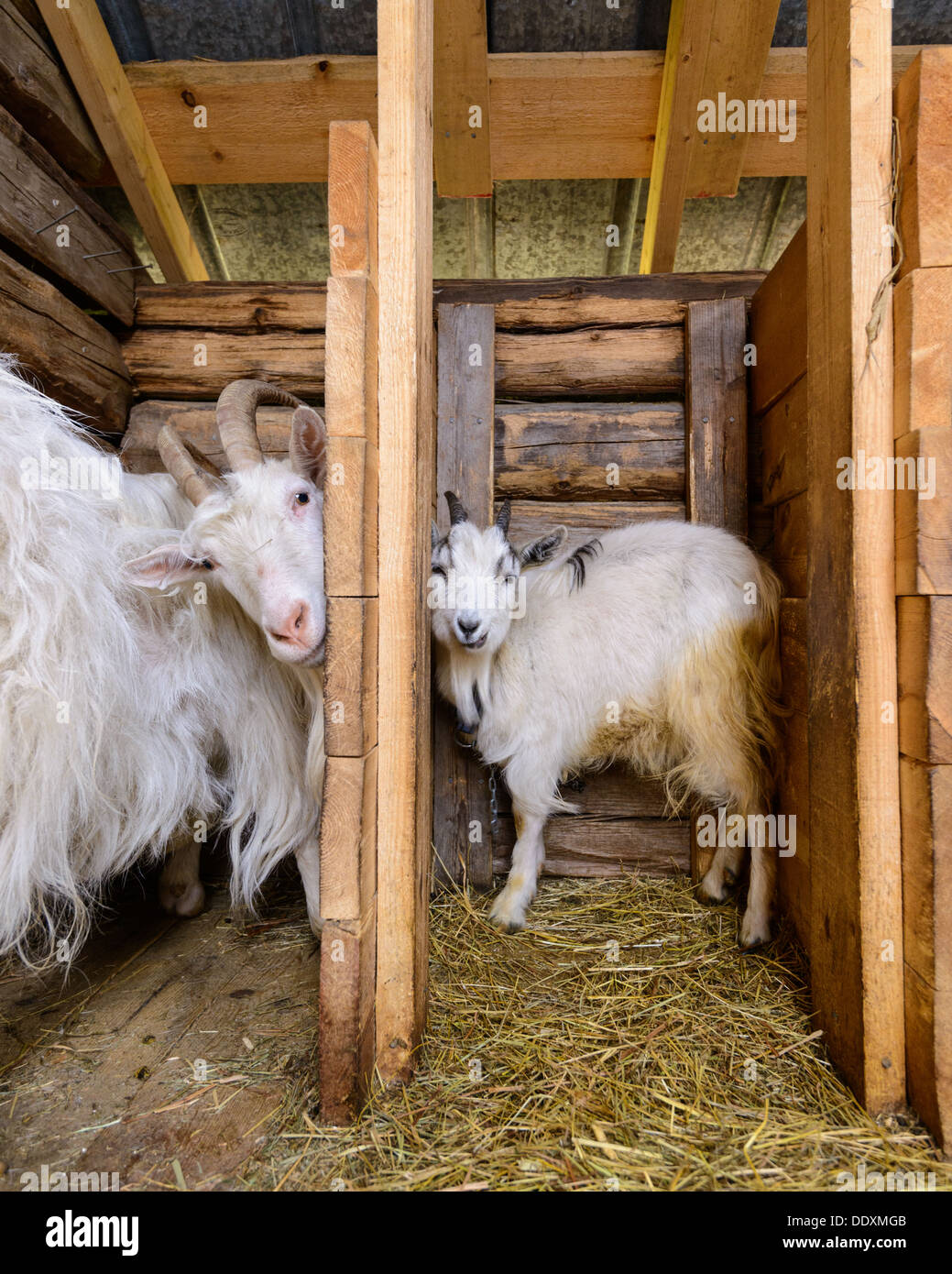 Capre nel fienile, Arvselen, Dalarna, Malung-Sälen kommun, Svezia Foto Stock