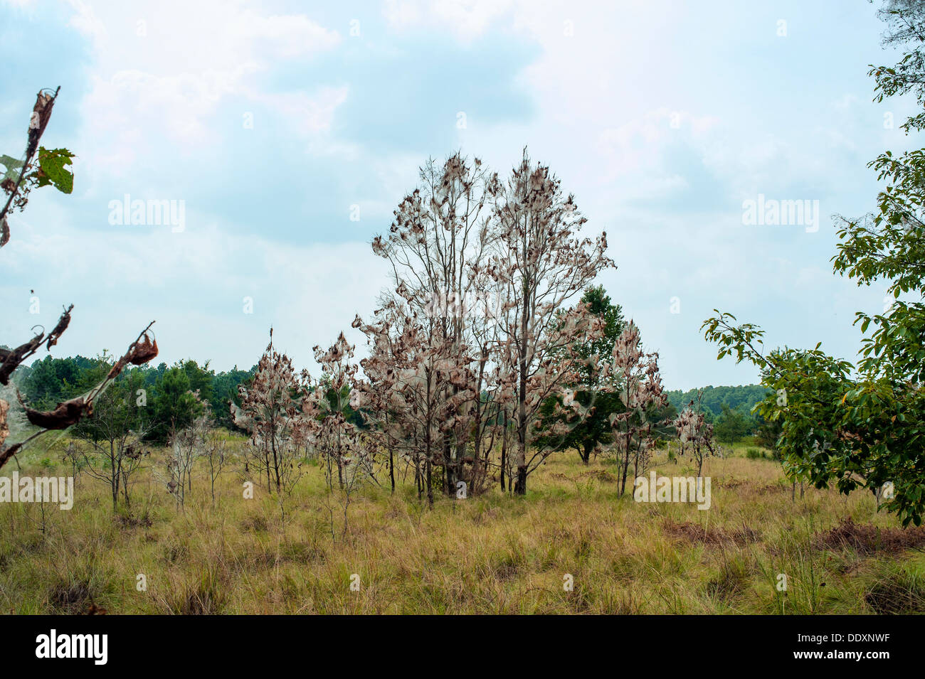 Gypsy Moth bruchi raffigurata qui sui rami di un albero nel centro di North Carolina. Foto Stock