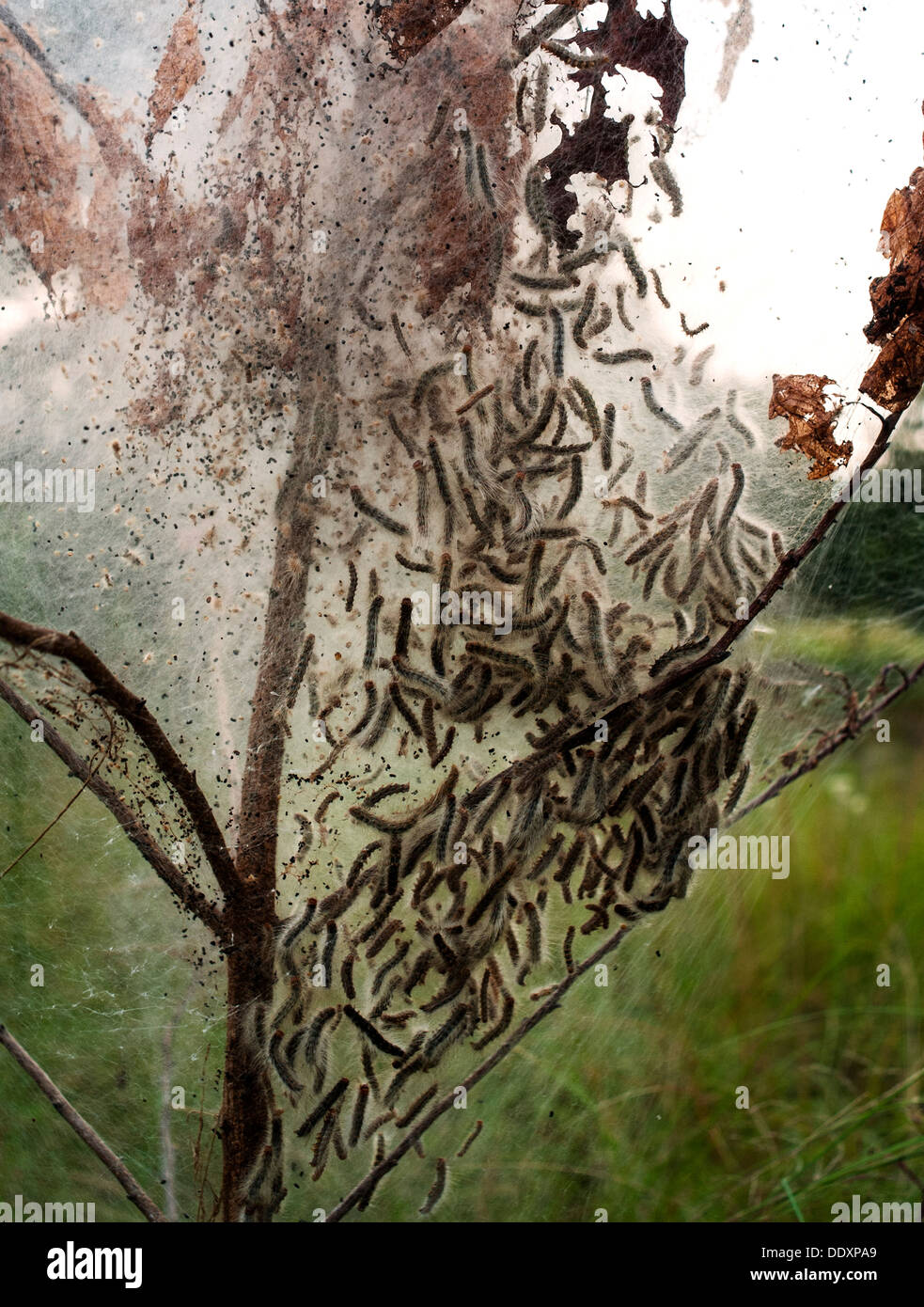 Gypsy Moth bruchi raffigurata qui sui rami di un albero nel centro di North Carolina. Foto Stock