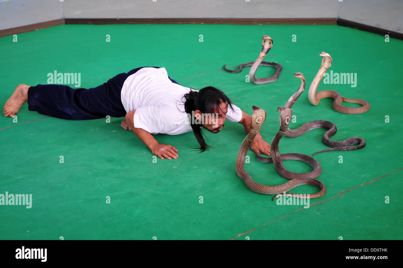Spettacolo dei Serpenti in Thailandia Foto Stock