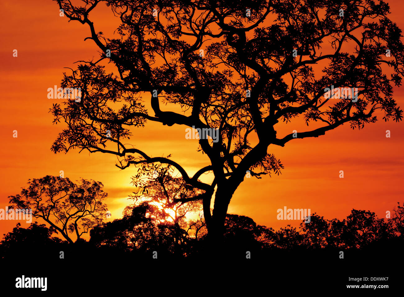 Il Brasile, Pantanal: Scenic tramonto con silhouette ad albero Foto Stock