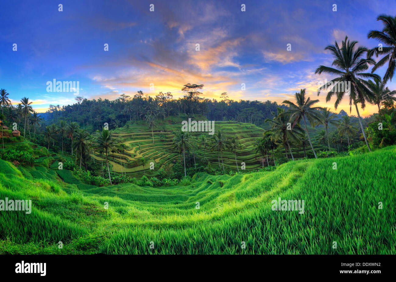 Indonesia Bali Ubud, Ceking terrazze di riso Foto Stock
