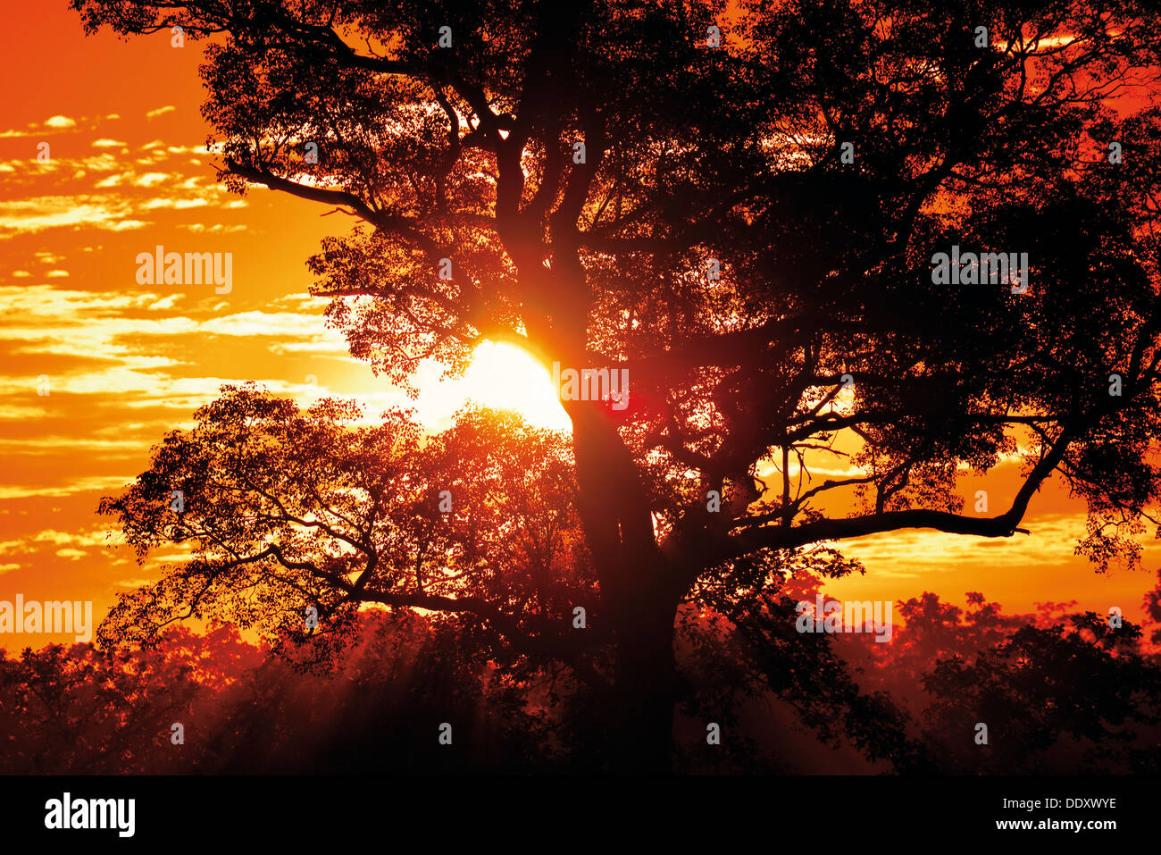 Il Brasile, Pantanal: Scenic tramonto con silhouette ad albero Foto Stock