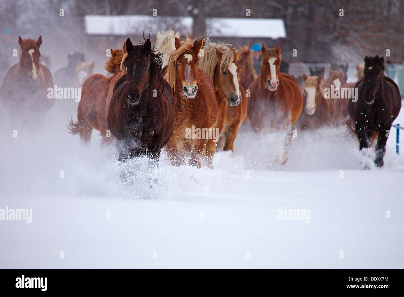 Cavalli in esecuzione nella neve, Hokkaido Foto Stock