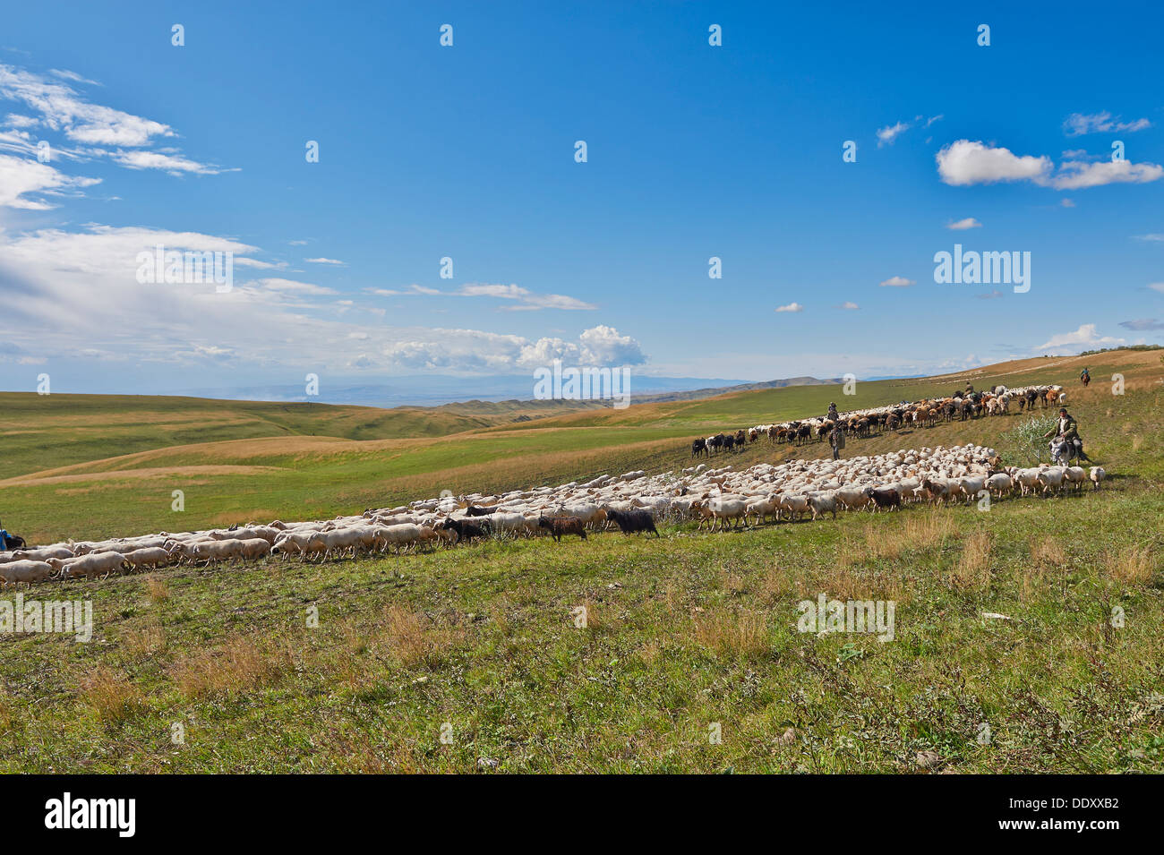 Gregge di pecore nella steppa solitario paesaggio vicino David Gareja, Georgia Foto Stock