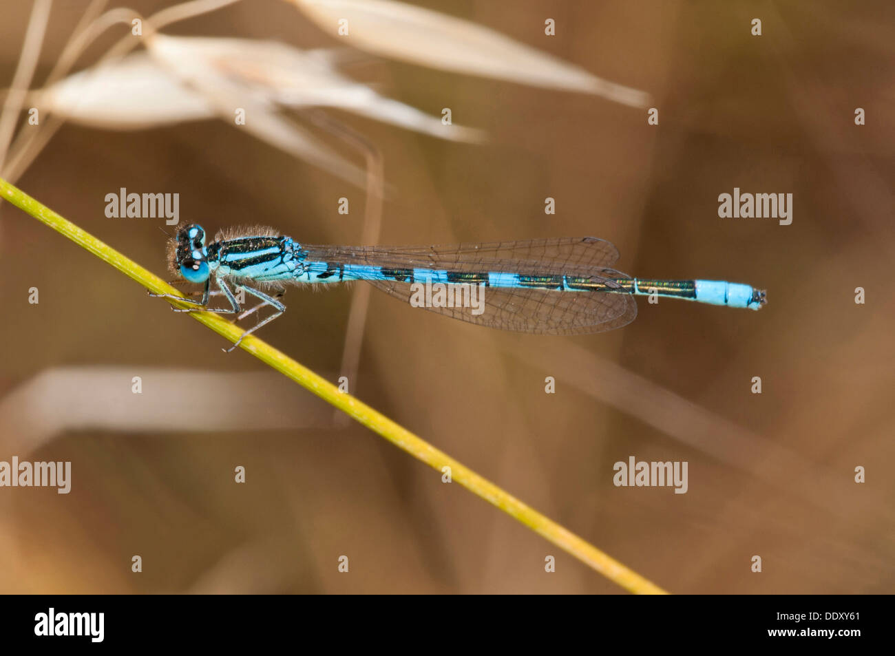Dolce Damselfly (Coenagrion scitulum) Foto Stock
