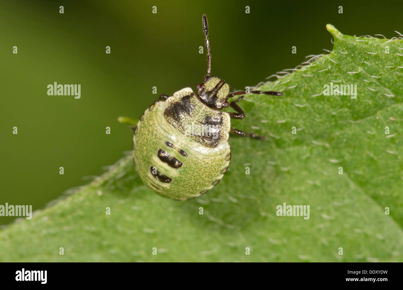 Verde comune Shieldbug (Palomena prasina), larva Foto Stock