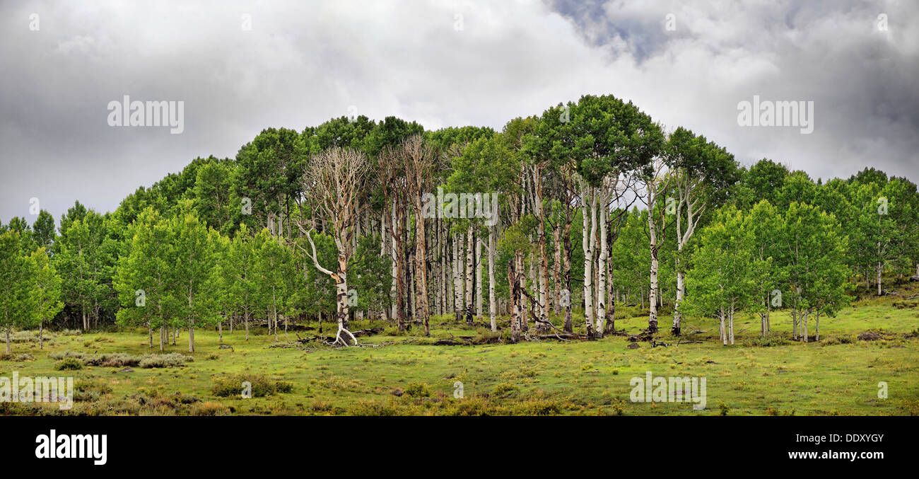Verde bosco di comune Aspen o vacilla Aspen (Populus tremula), nella fertile pianura di Boulder Mountain Foto Stock
