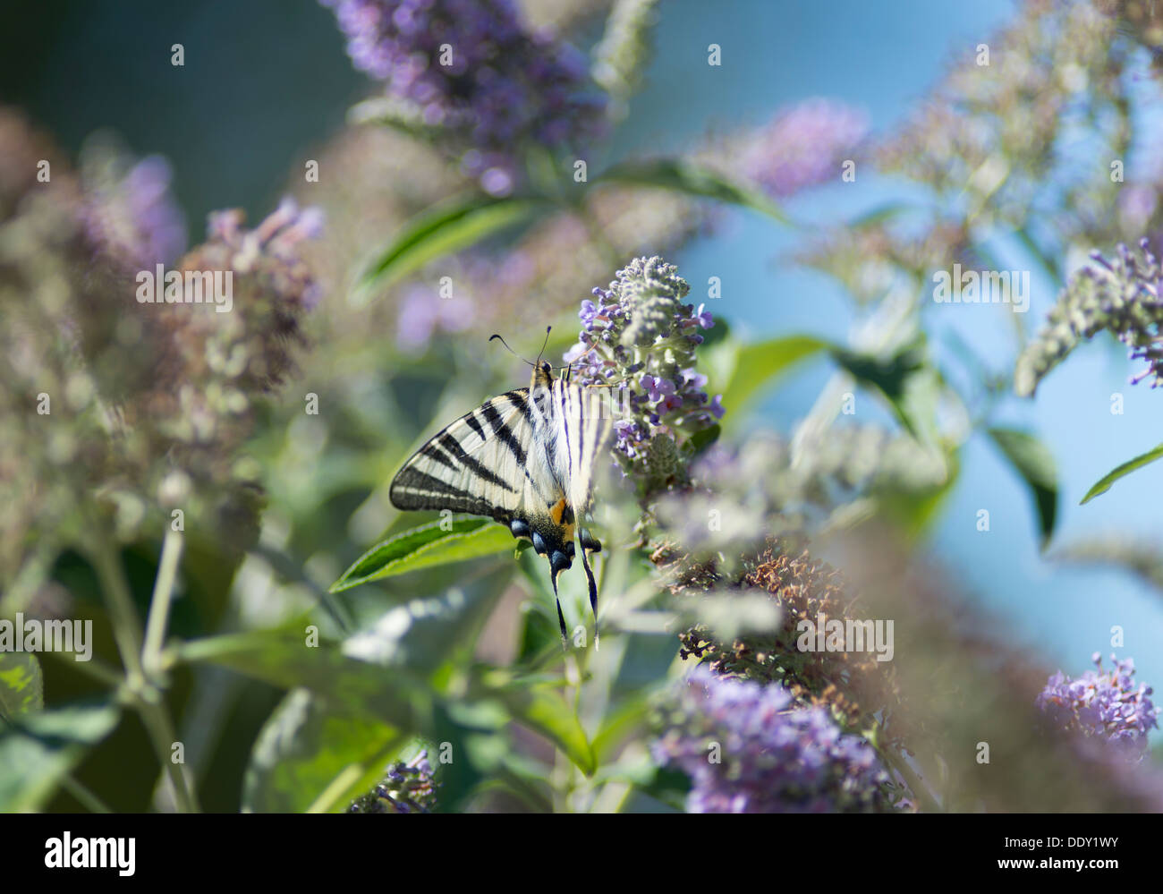 Iphiclides podalirius, scarse a farfalla a coda di rondine, Provenza, Francia meridionale Foto Stock