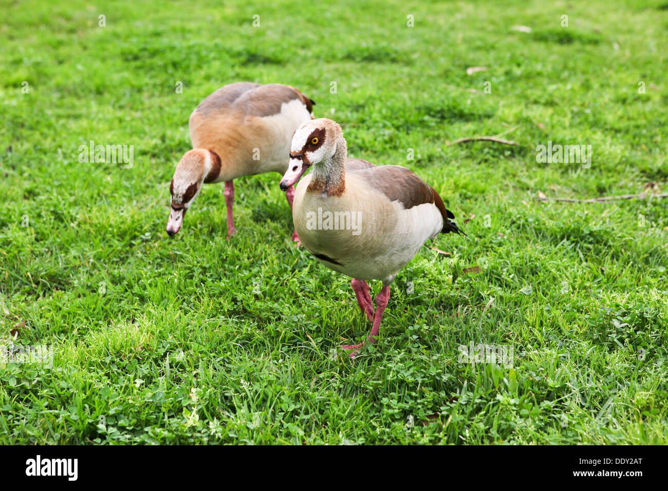 Anatre in un parco Foto Stock