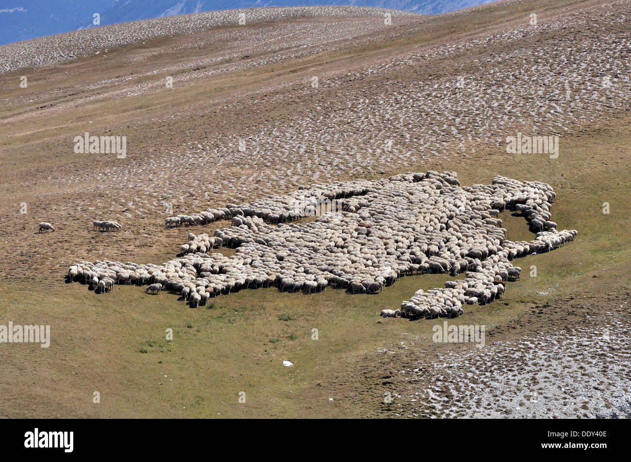 Gregge di pecore al pascolo Foto Stock