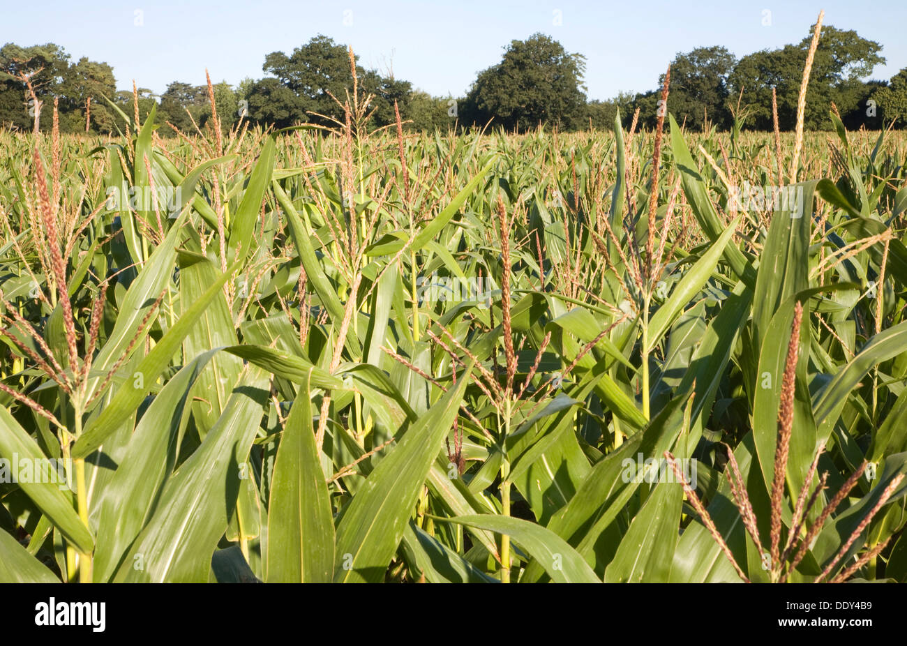 Crop dolce-corn crescente nel campo Suffolk in Inghilterra Foto Stock