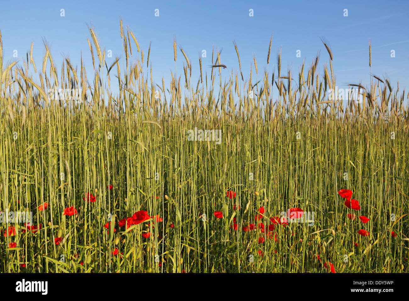 Campo di mais e di papavero (Papaver rhoeas) Foto Stock