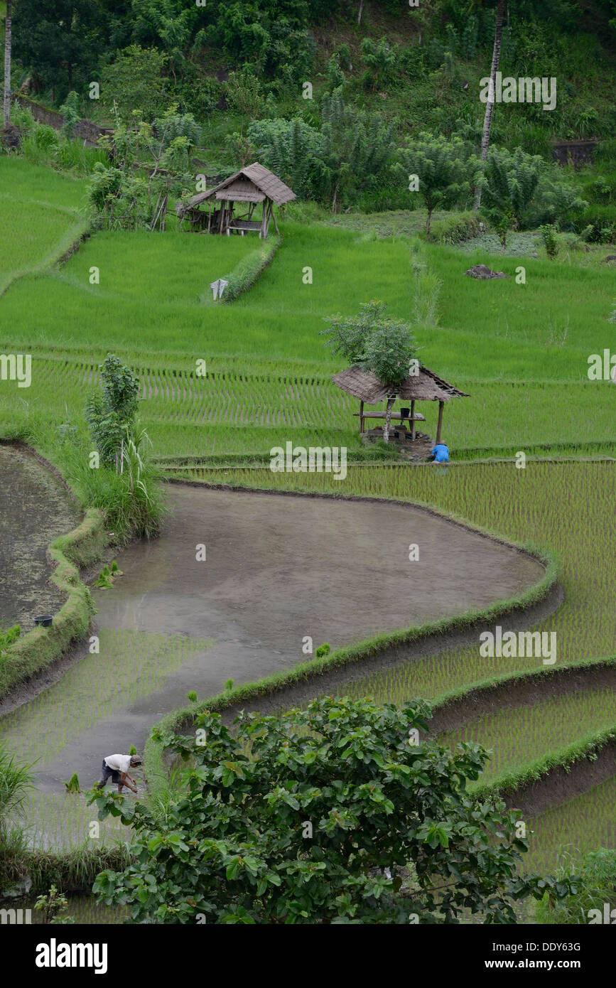 Indonesia isola di Bali, contadini la semina nel campo di riso nella regione est vicino Amiapura Foto Stock