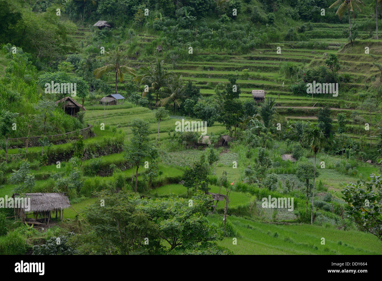 Indonesia isola di Bali, risaie a terrazza vicino Amiapura nella Regione Est Foto Stock