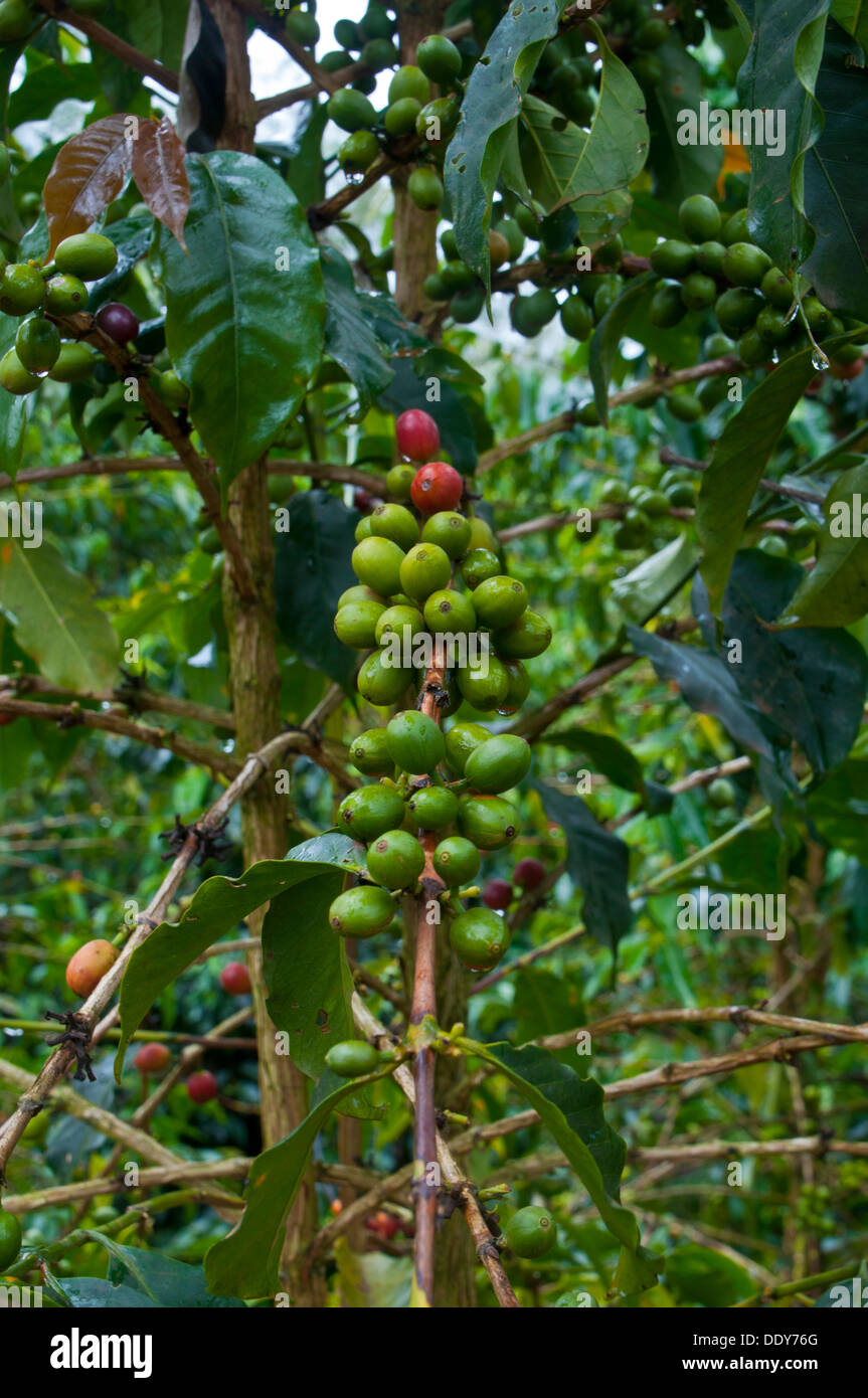 Il caffè (Coffea arabica) Foto Stock