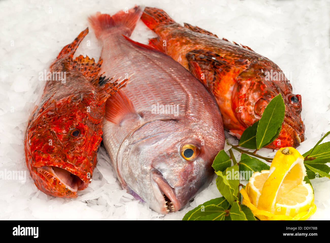 Frutti di mare su ghiaccio al mercato del pesce Foto Stock