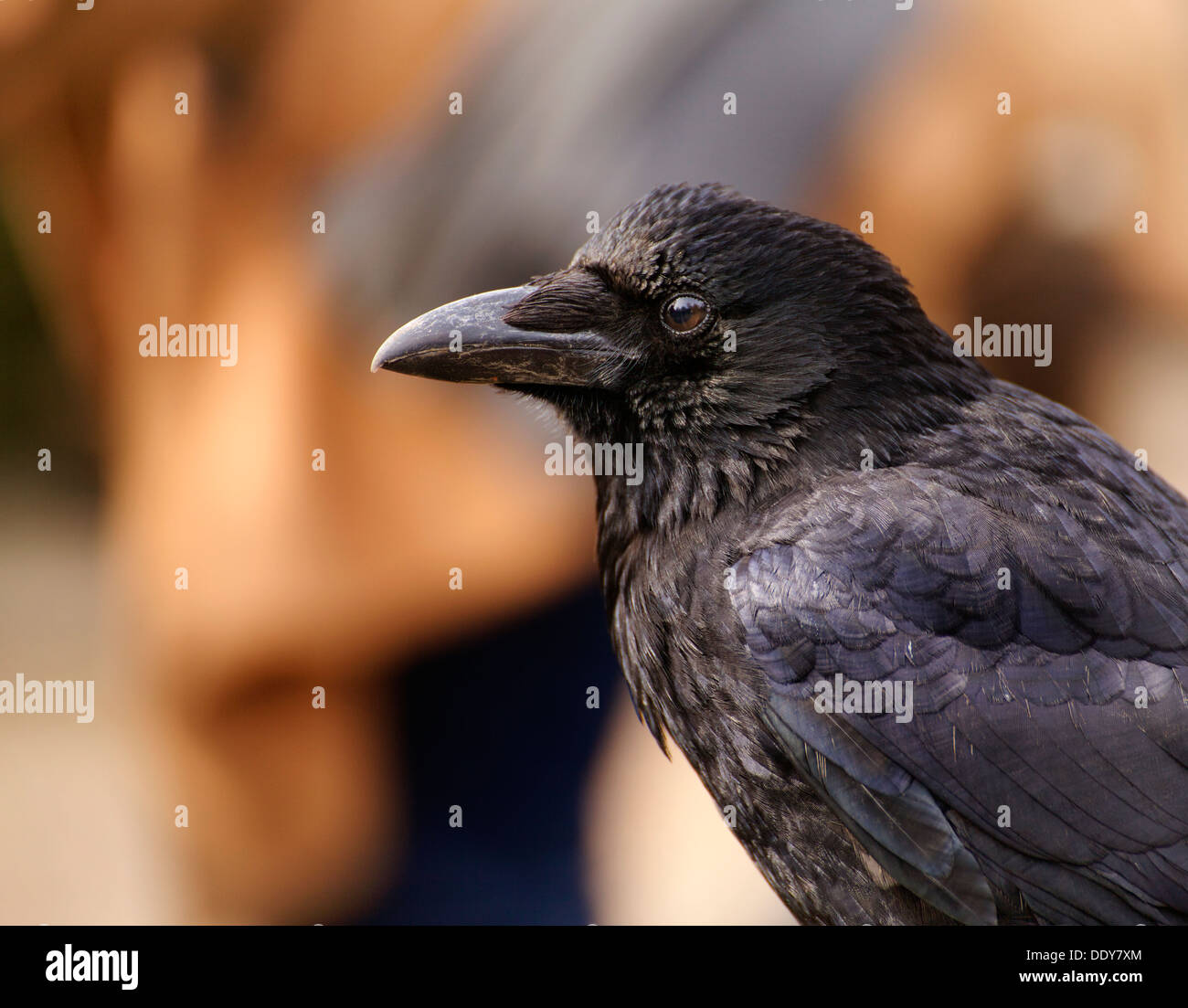 Un nero carrion crow. Foto Stock