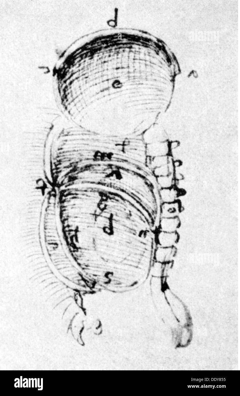 Leonardo da Vinci, 15.4.1452 - 2.5.1519, pittore e scultore