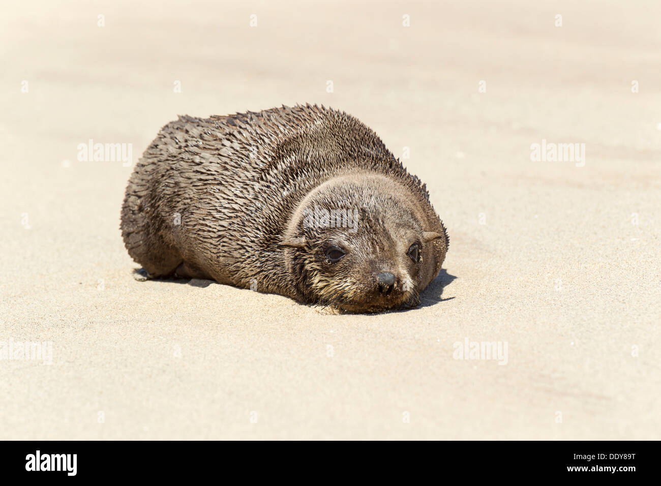 Brown pelliccia sigillo o Cape pelliccia sigillo (Arctocephalus pusillus) Foto Stock