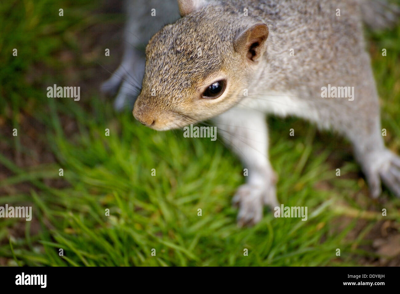 Un giocoso scoiattolo grigio. Foto Stock