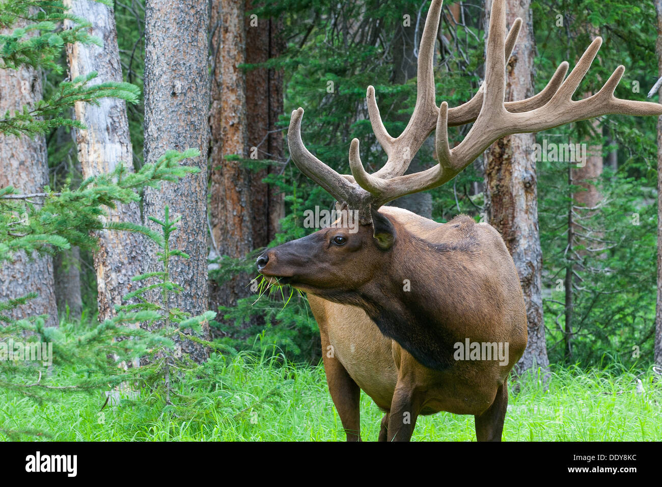 Grandi bull elk in piedi in un prato nei boschi nel Parco Nazionale di Yellowstone Foto Stock