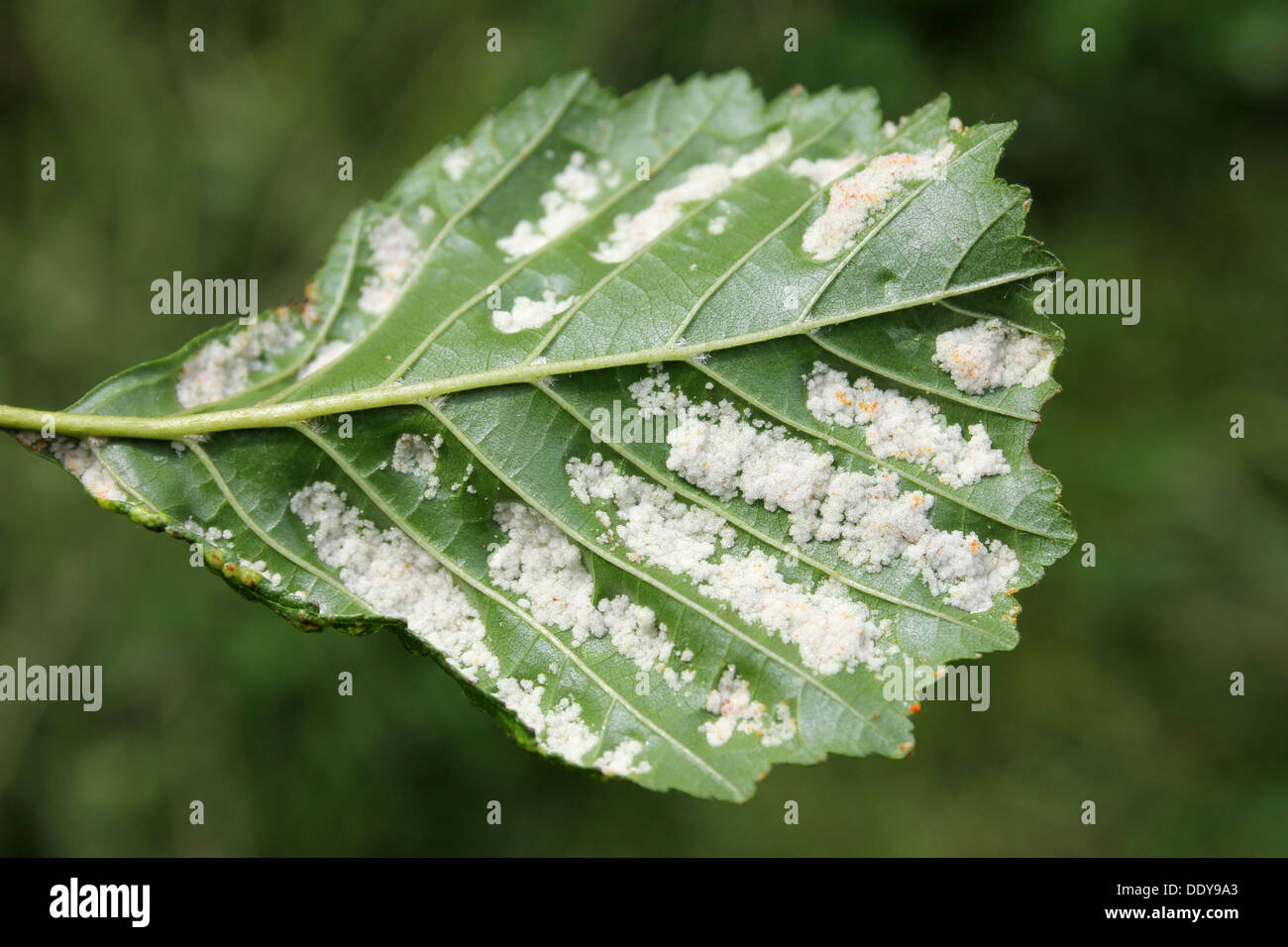 Galli su Ontano Alnus glutinosa lascia causata dal fiele acaro brevitarsus Acalitus a.k.a. Eriophyes brevitarsus Foto Stock