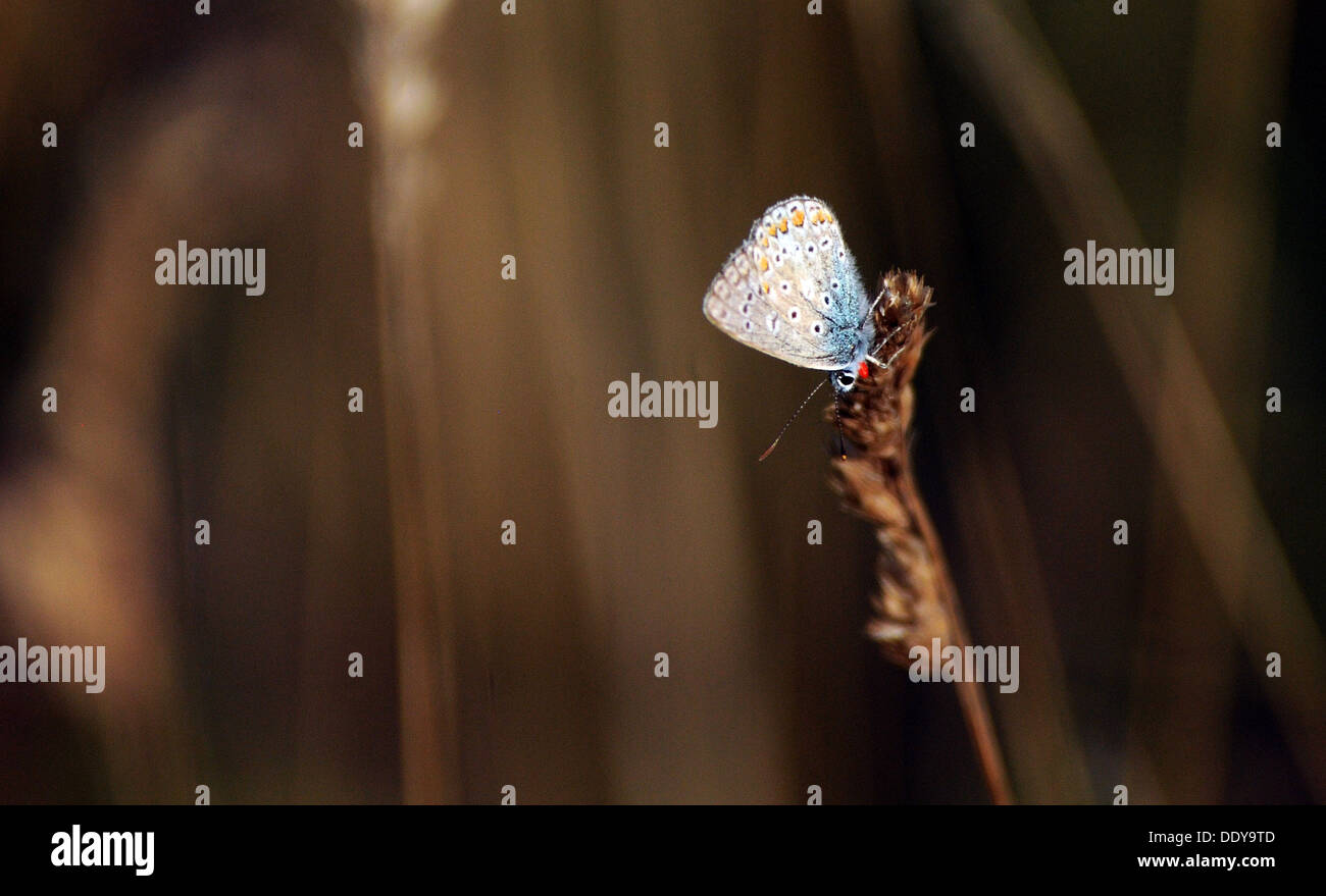 Comune di Blue Butterfly , POLYOMMATUS ICARUS, sulle erbe a PORTCHESTER, Hants. Agosto 2013 Foto Stock