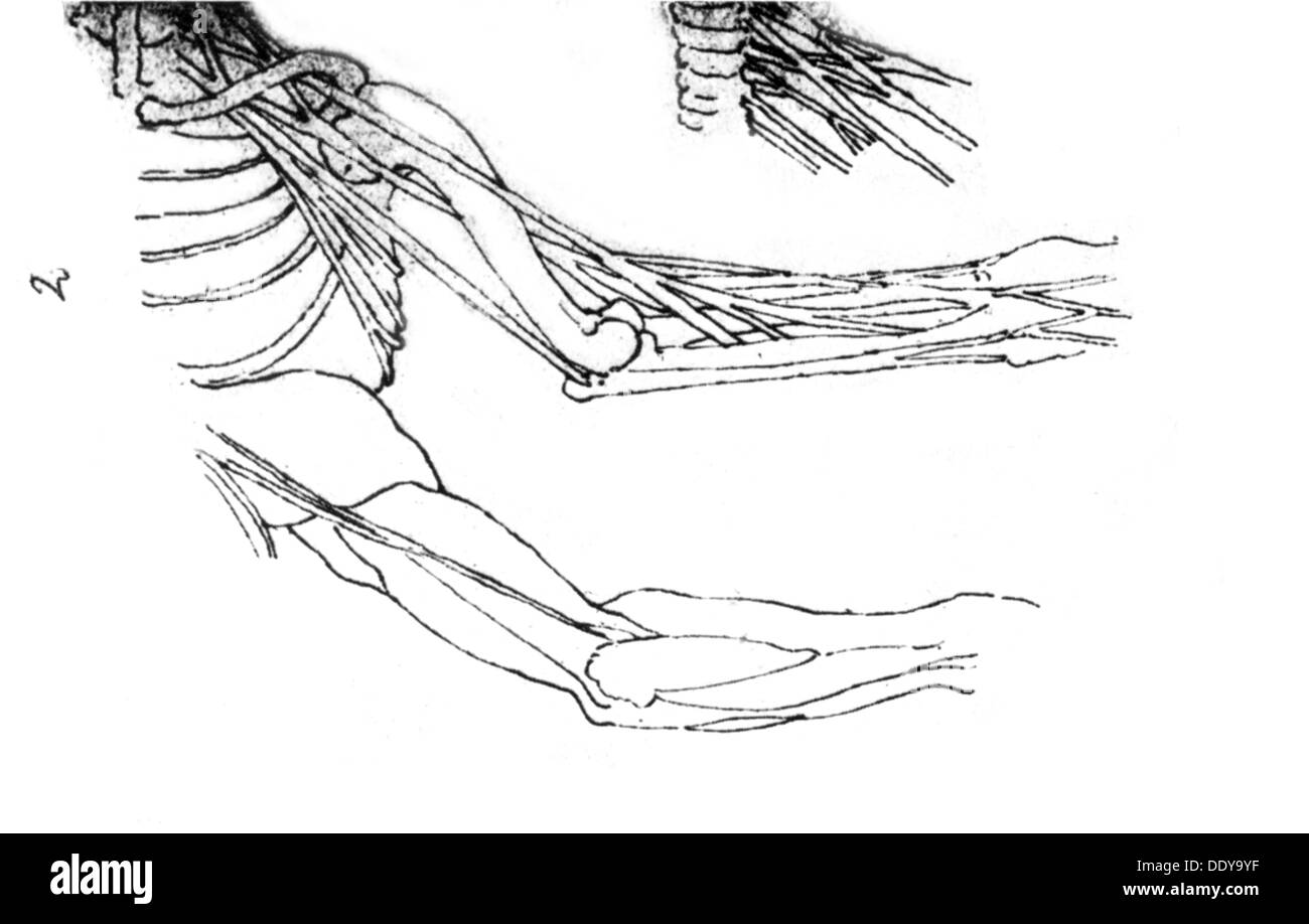 Dürer, Albrecht, 21.5.1471 - 6.4.1528, pittore tedesco e artista grafico, opere, schizzo anatomico dopo Leonardo da Vinci, disegno del XVI secolo, artista del diritto d'autore non deve essere cancellata Foto Stock