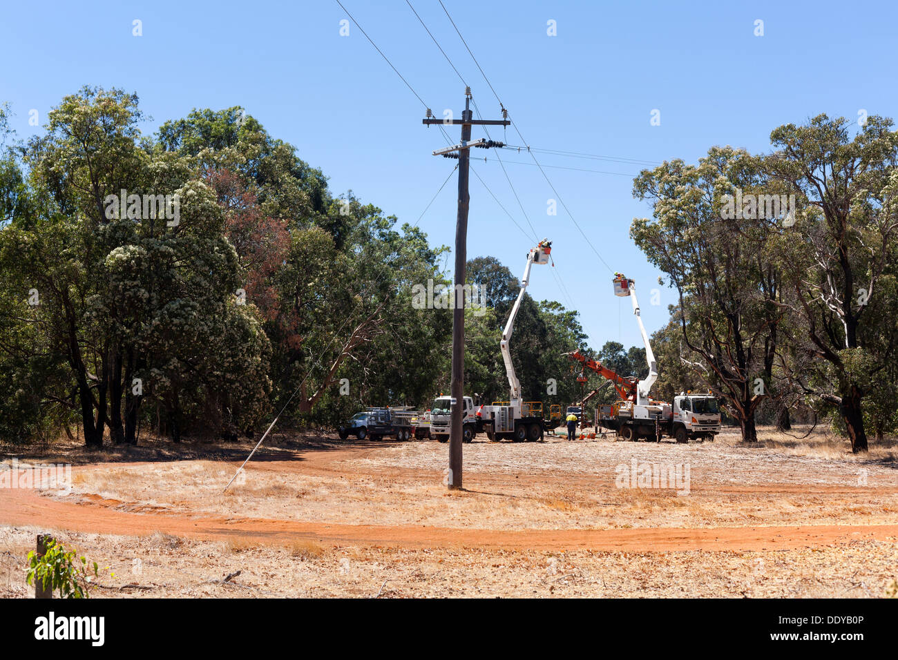 Guardalinee frequentando le linee elettriche, pianure di Victoria, Australia occidentale Foto Stock