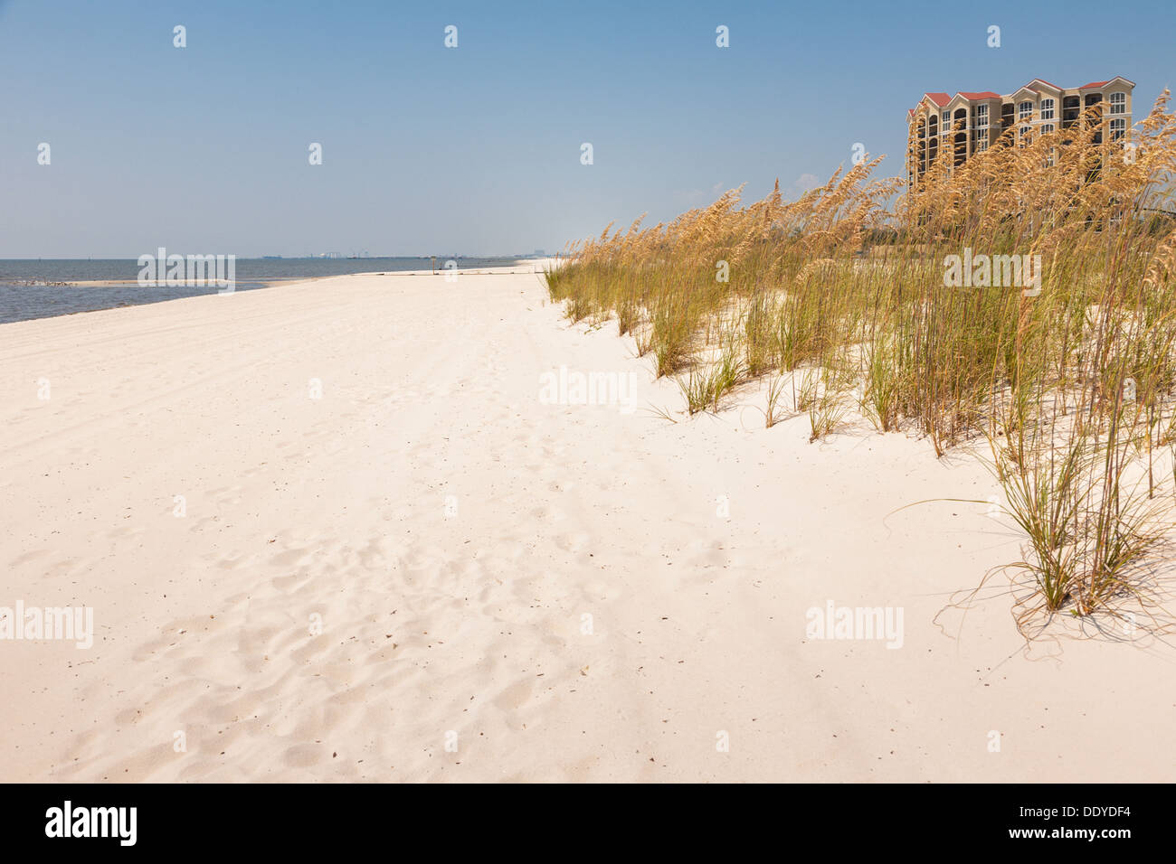 Mare di avena per controllo di erosione su l'uomo fatto di spiaggia di sabbia del Golfo del Messico a Gulfport Biloxi e Mississippi Foto Stock