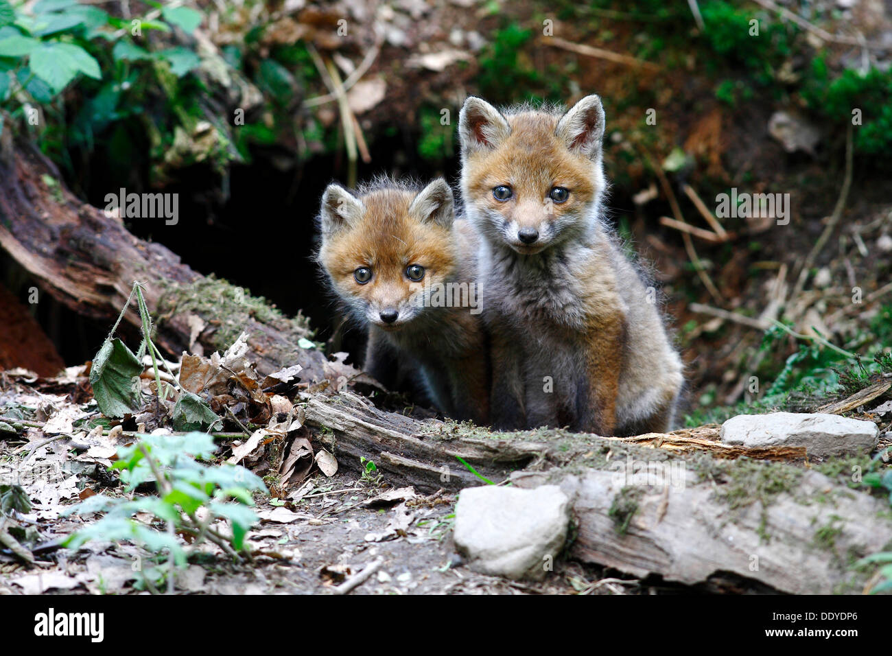 Red Fox (Vulpes vulpes vulpes vulpes, fulva), cubs giocando la den di ingresso Foto Stock