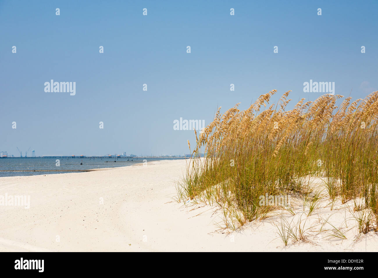 Mare di avena per controllo di erosione su l'uomo fatto di spiaggia di sabbia del Golfo del Messico a Gulfport Biloxi e Mississippi Foto Stock