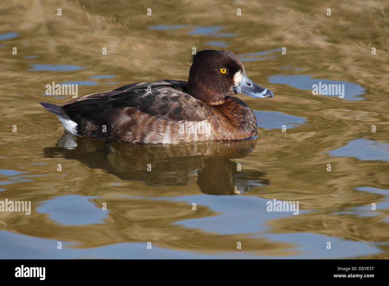 Moretta (Aythya fuligula), femmina flottante Foto Stock