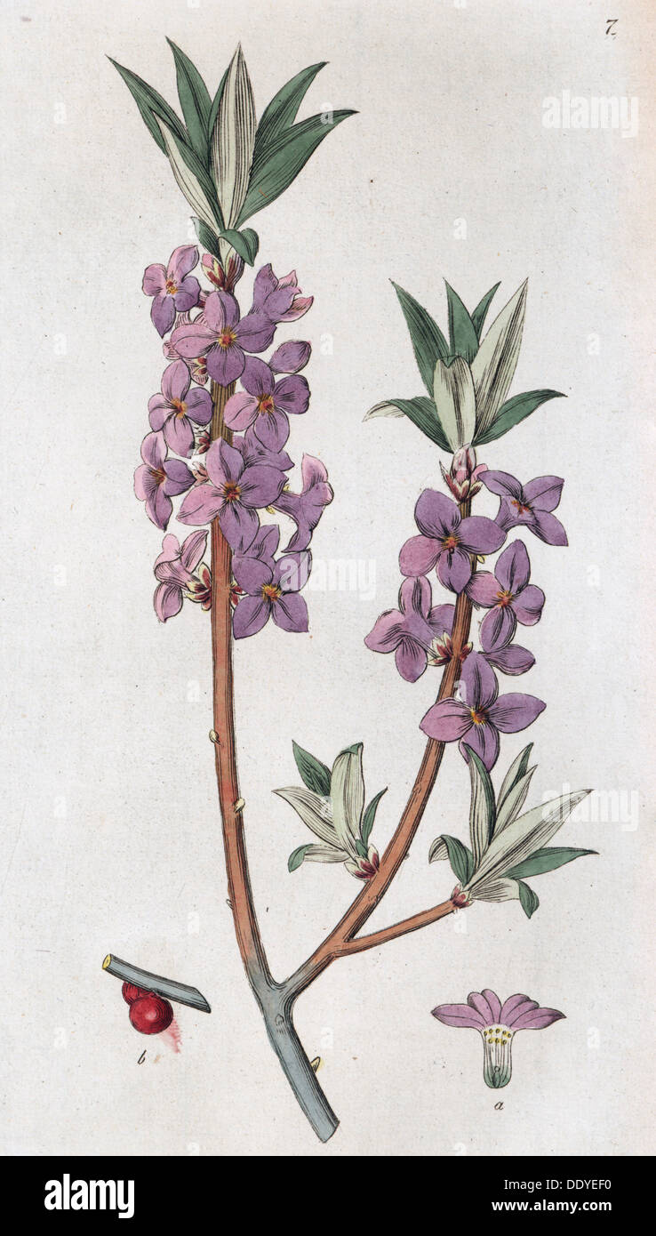 Mezereon (Daphne mezereum), 1804-1811. Artista: Johan Wilhelm Palmstruch Foto Stock