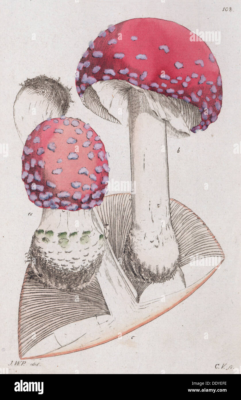 Amanita muscaria, 1804-1811. Artista: Johan Wilhelm Palmstruch Foto Stock