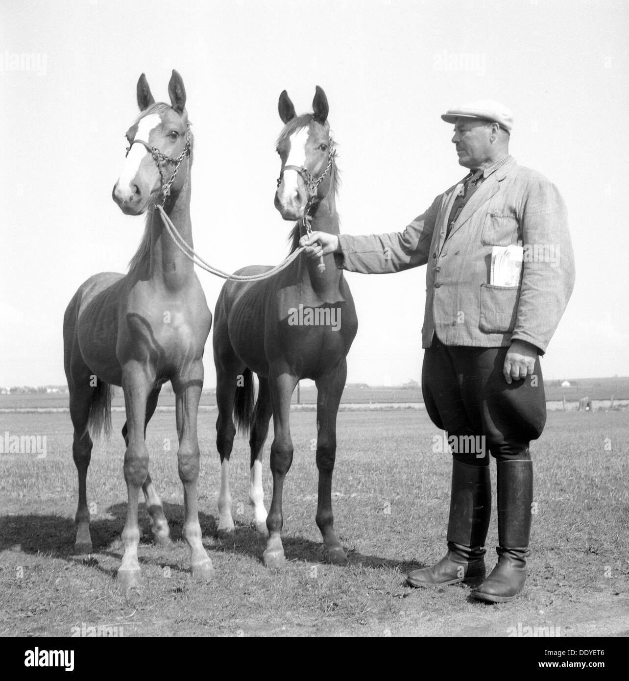 Un allevatore di cavalli, Svezia, 1954. Artista: sconosciuto Foto Stock