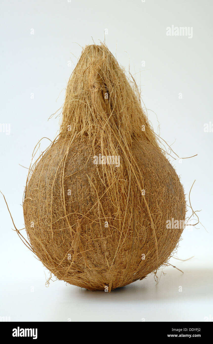 Frutto di noce di cocco o di Cocos nucifera con buccia fibroso Foto Stock