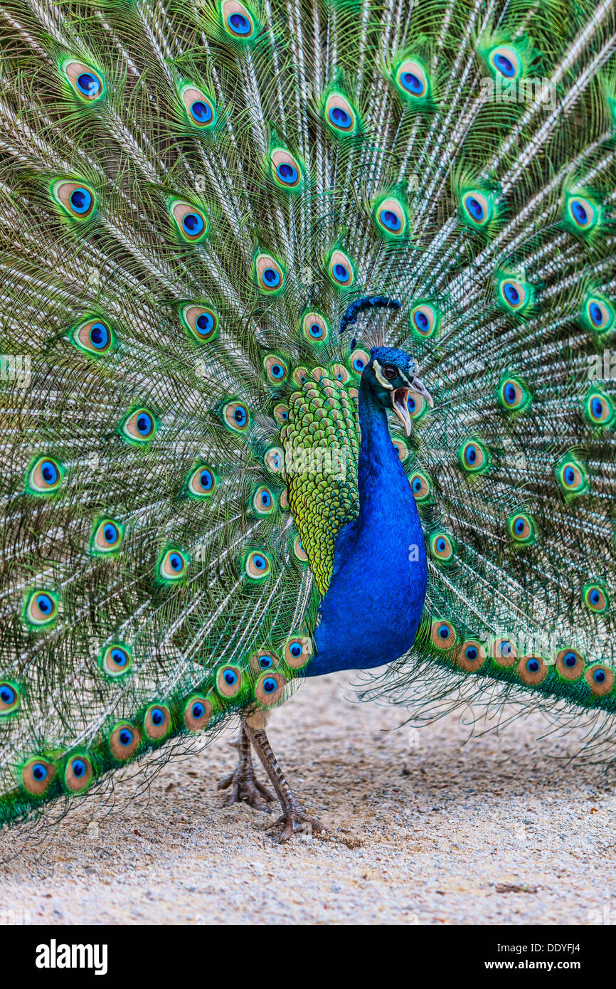 Immagine di un bellissimo pavone urlando al di fuori in un cantiere. Foto Stock