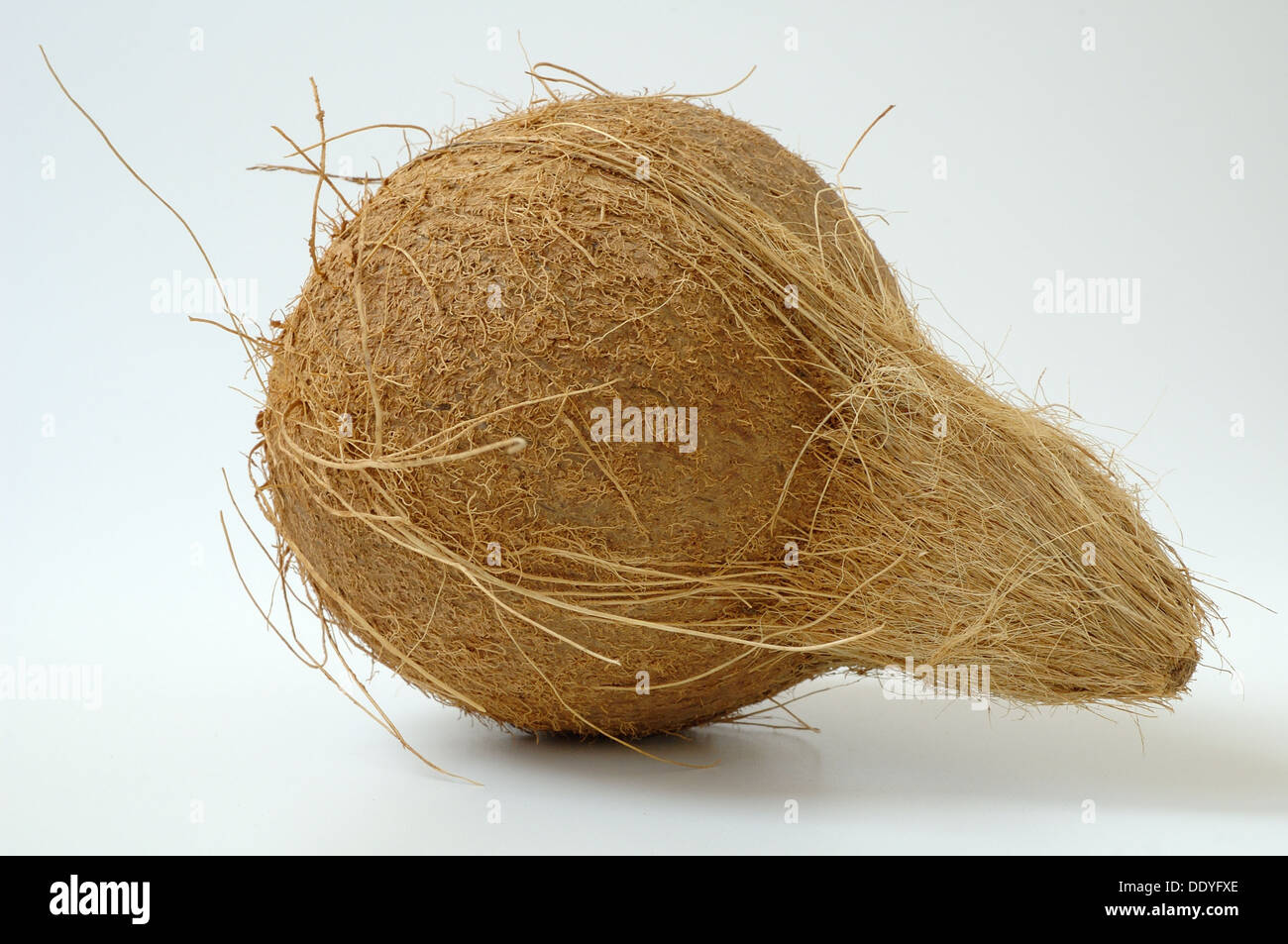 Frutto di noce di cocco o di Cocos nucifera con buccia fibroso Foto Stock