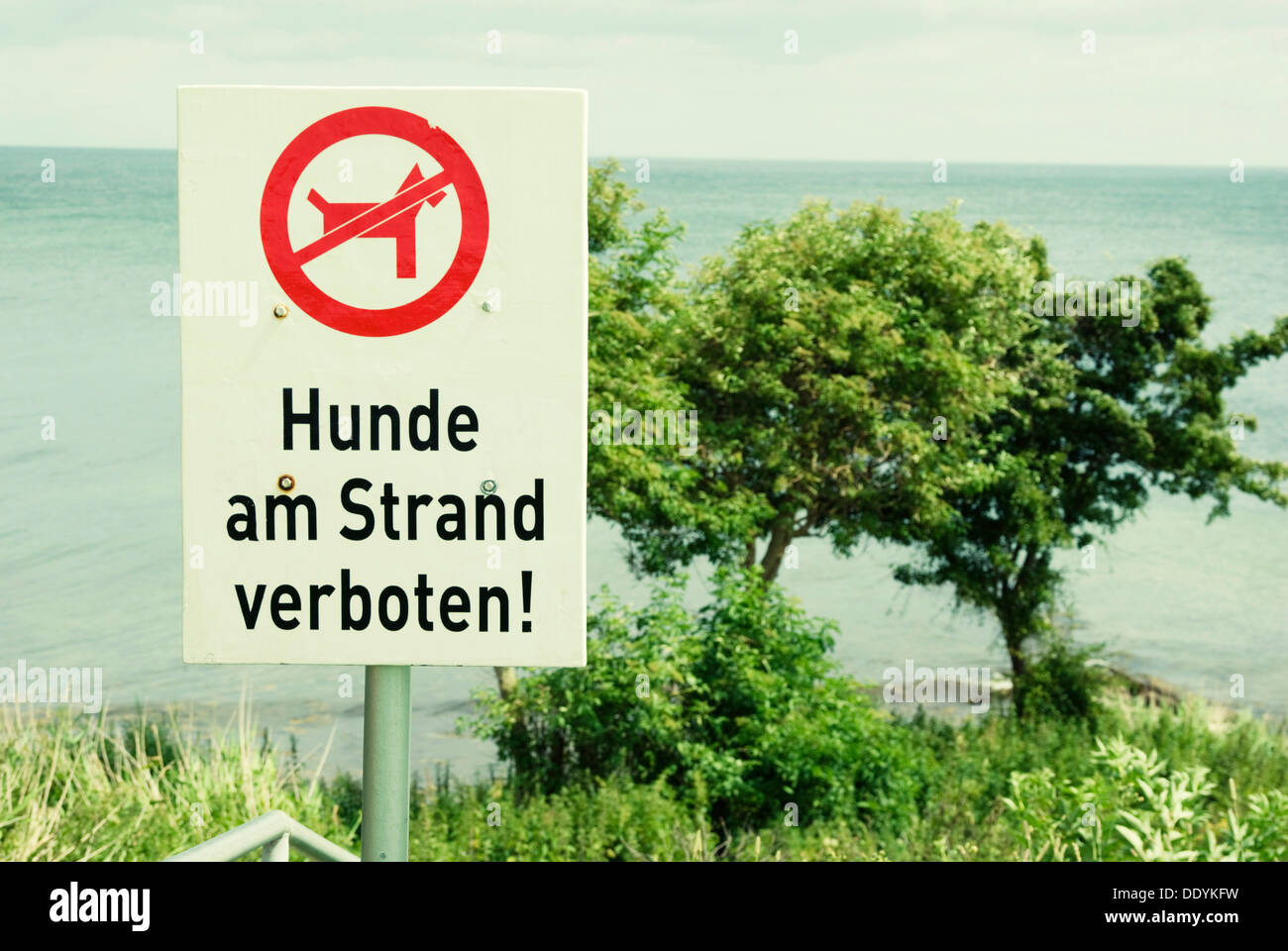 Segno, 'Hunde am Strand verboten', tedesco per "i cani non sono ammessi sulla spiaggia', Fehmarn island, Schleswig-Holstein, Mar Baltico Foto Stock