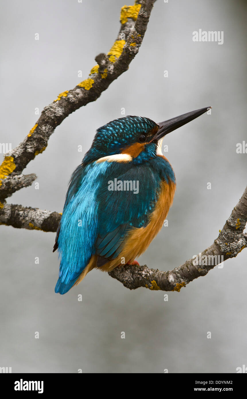 Kingfisher (Alcedo atthis), Stans, Tirolo, Austria, Europa Foto Stock
