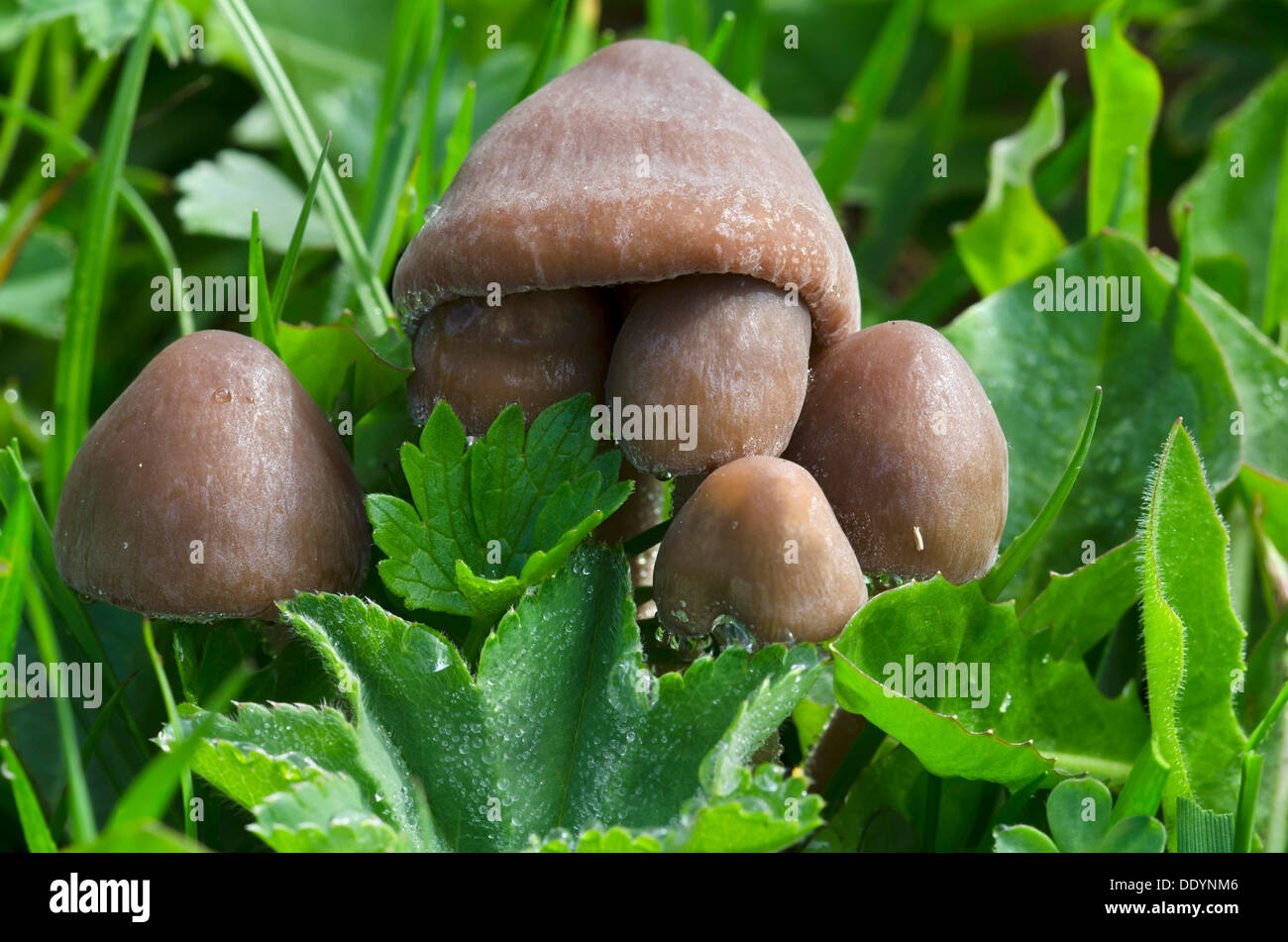 Scotch Bonnet o anello di fata (fungo Marasmius oreades), Montecavallo, montagne Rofan, Tirolo, Austria, Europa Foto Stock