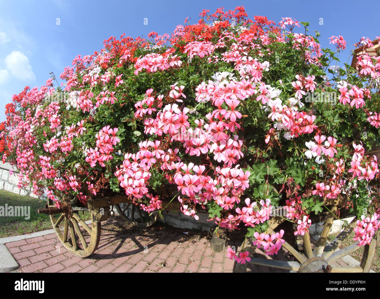 Antico carro in legno con molti blooming gerani in estate in montagna Foto Stock